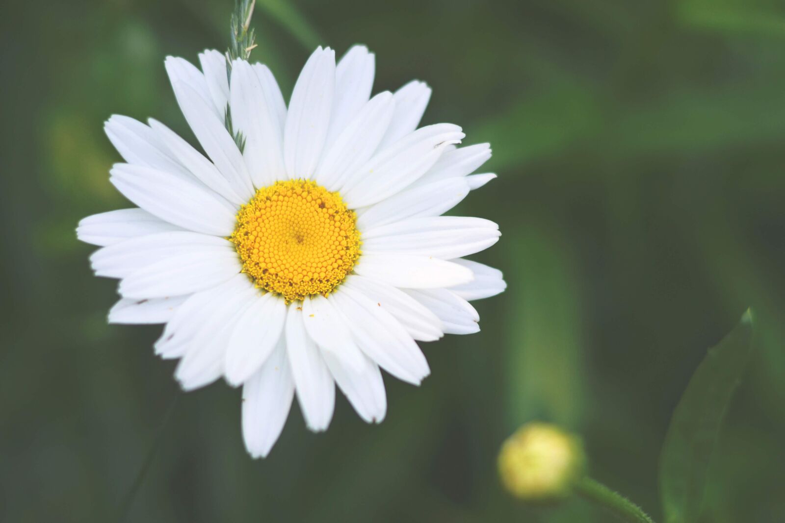 Nikon D3100 sample photo. Daisy, flower, white photography