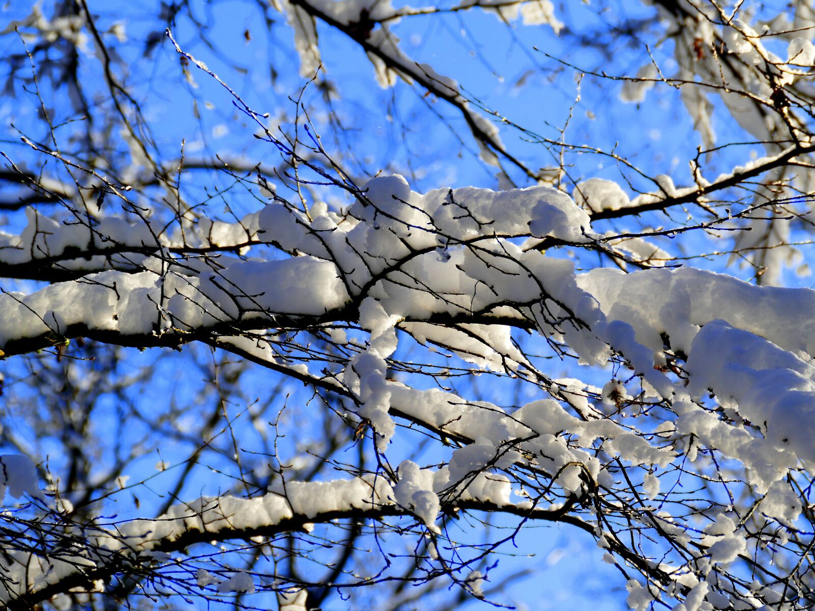 Panasonic Lumix DMC-FZ1000 sample photo. Snow, branch, winter photography