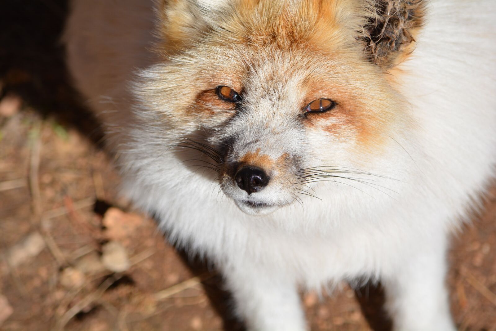 Nikon D7100 sample photo. White, fox, outdoors photography