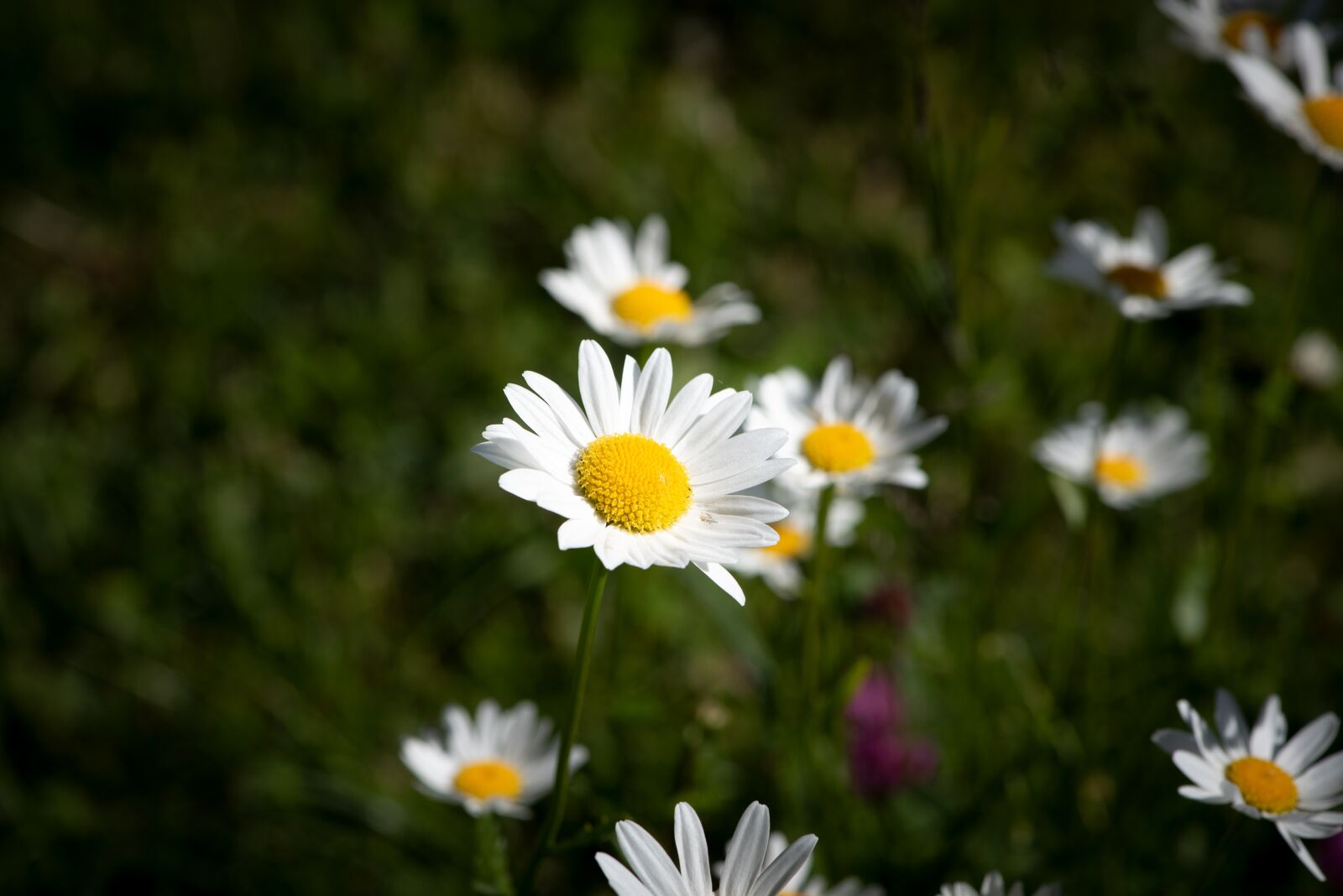 Nikon D750 sample photo. Daisies, flower, white photography