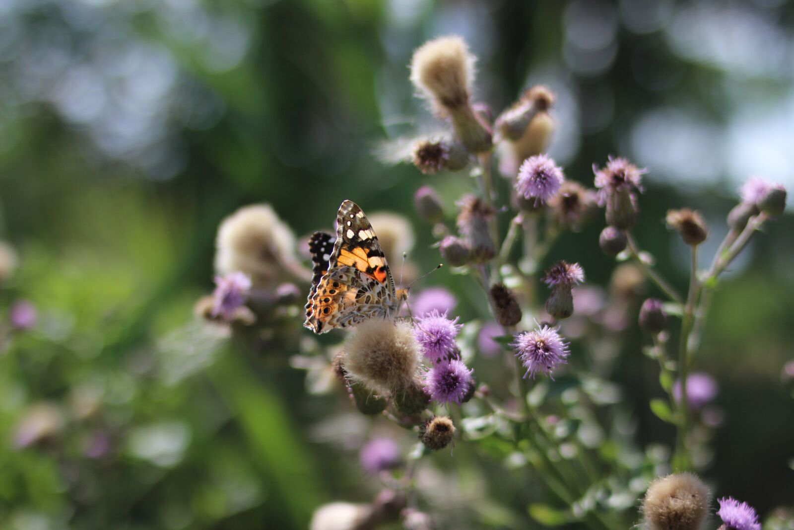 Canon EOS 600D (Rebel EOS T3i / EOS Kiss X5) sample photo. Butterfly, nature, insect photography