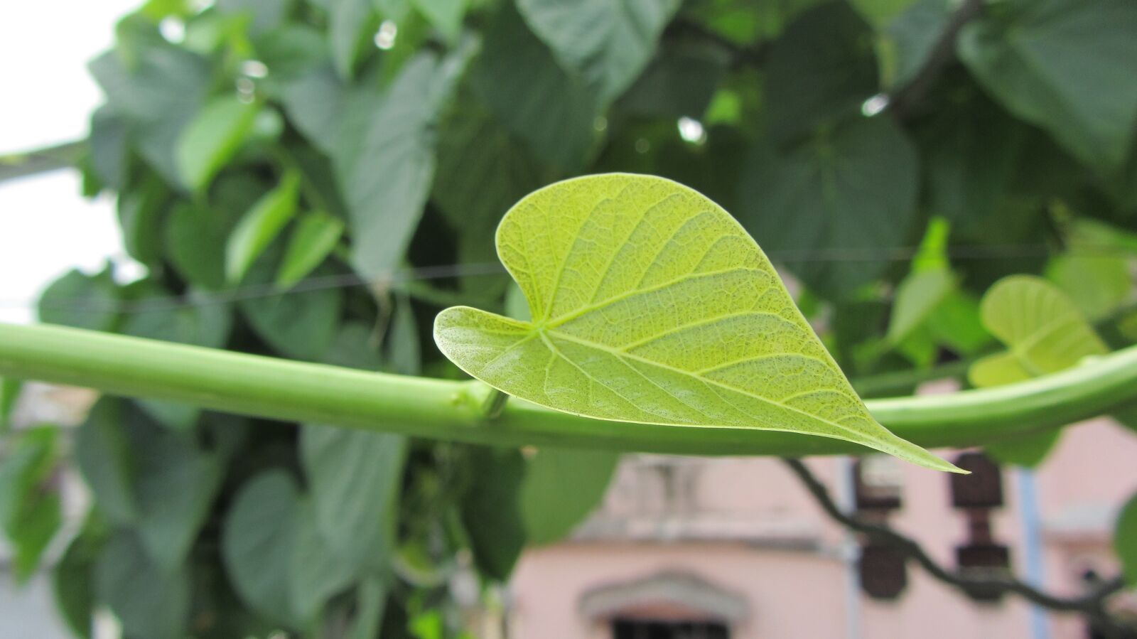 Canon PowerShot SX220 HS sample photo. Leaf, creeper, nature photography
