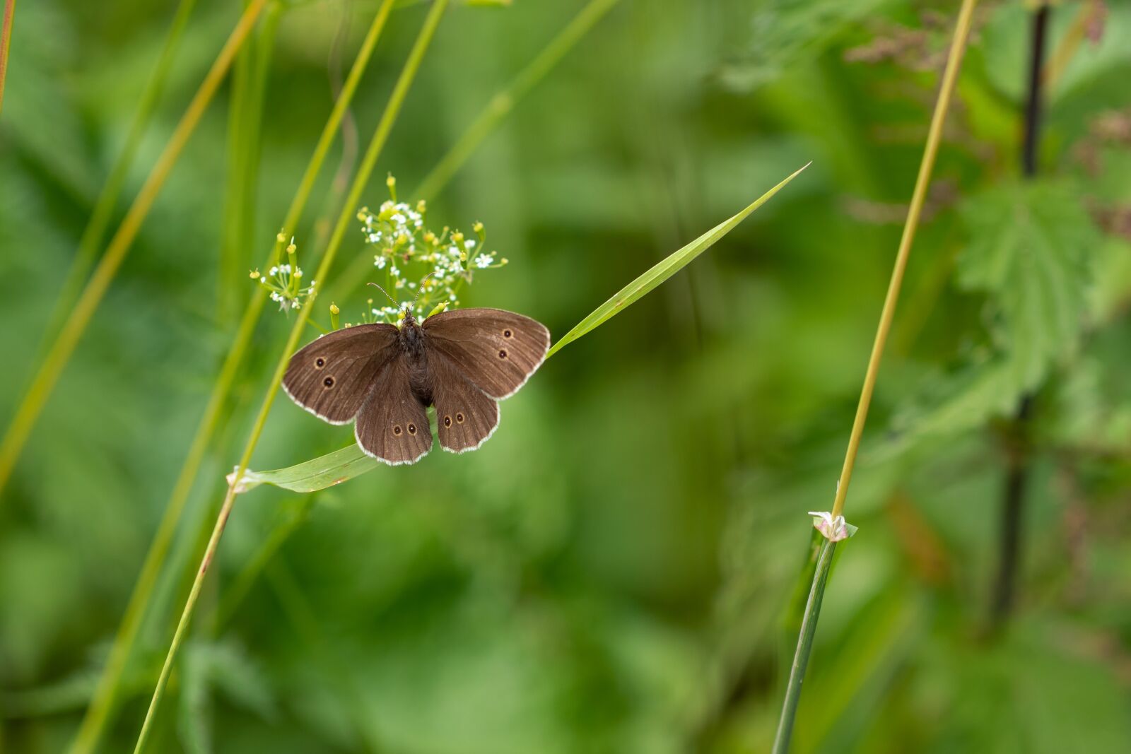Canon EOS 7D Mark II sample photo. Butterfly, satyrinae, insect photography