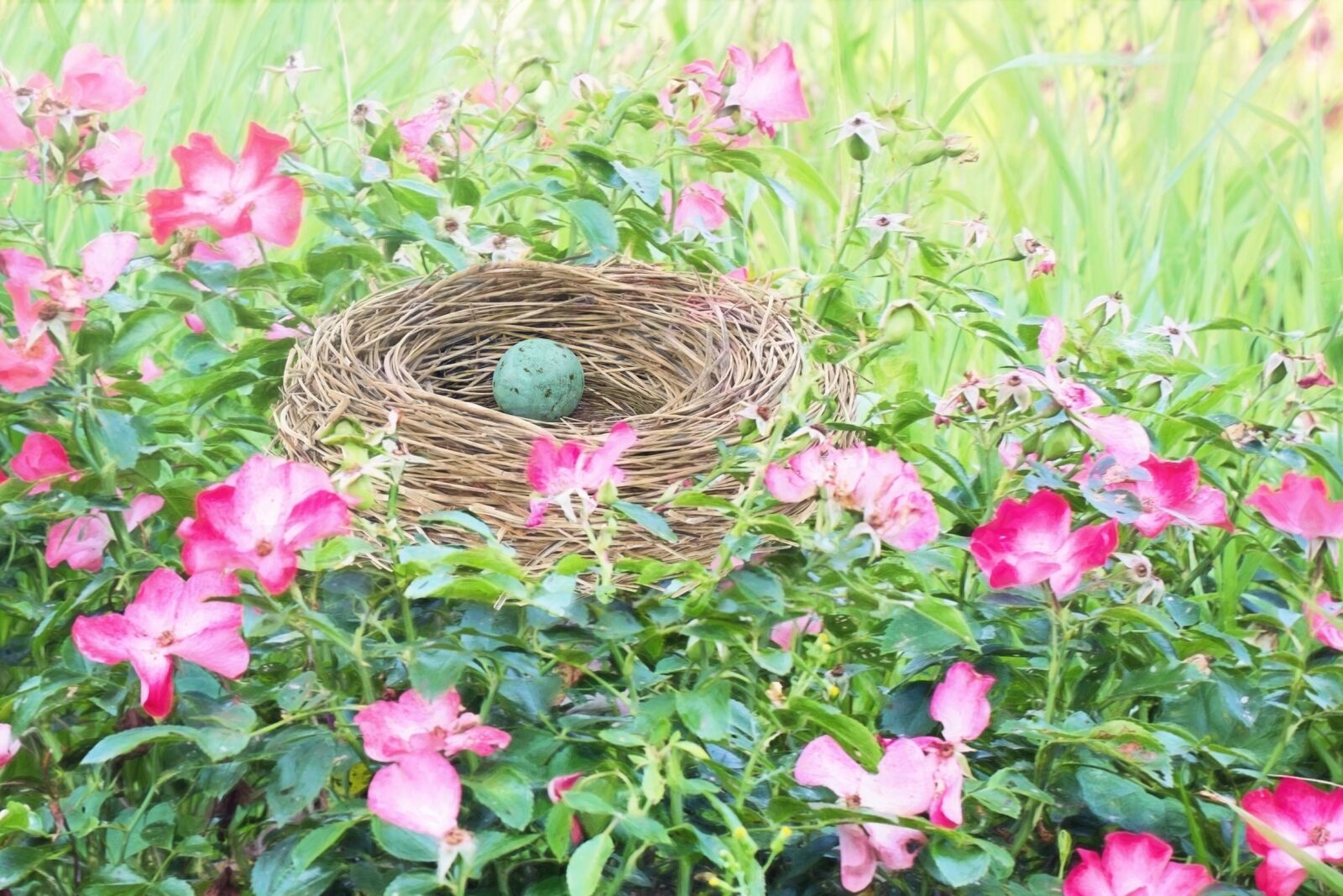 Canon EF 50mm F1.4 USM sample photo. Bird nest, bird's nest photography