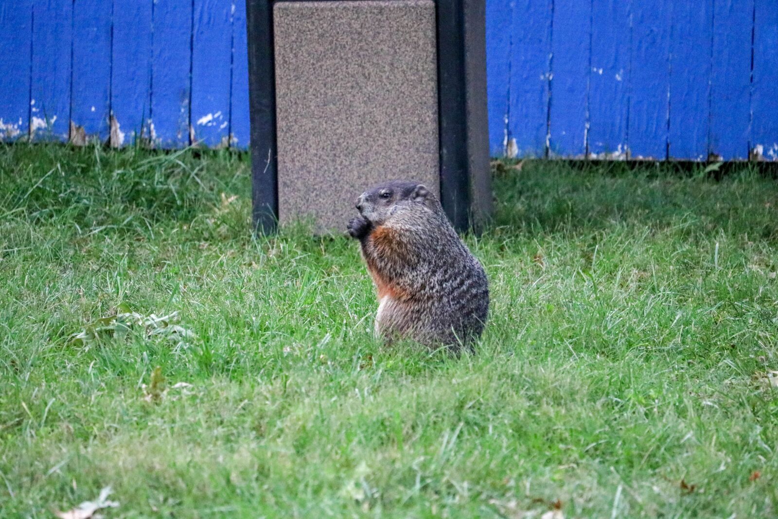 Canon EF-S 55-250mm F4-5.6 IS STM sample photo. Ground, hog, animal photography