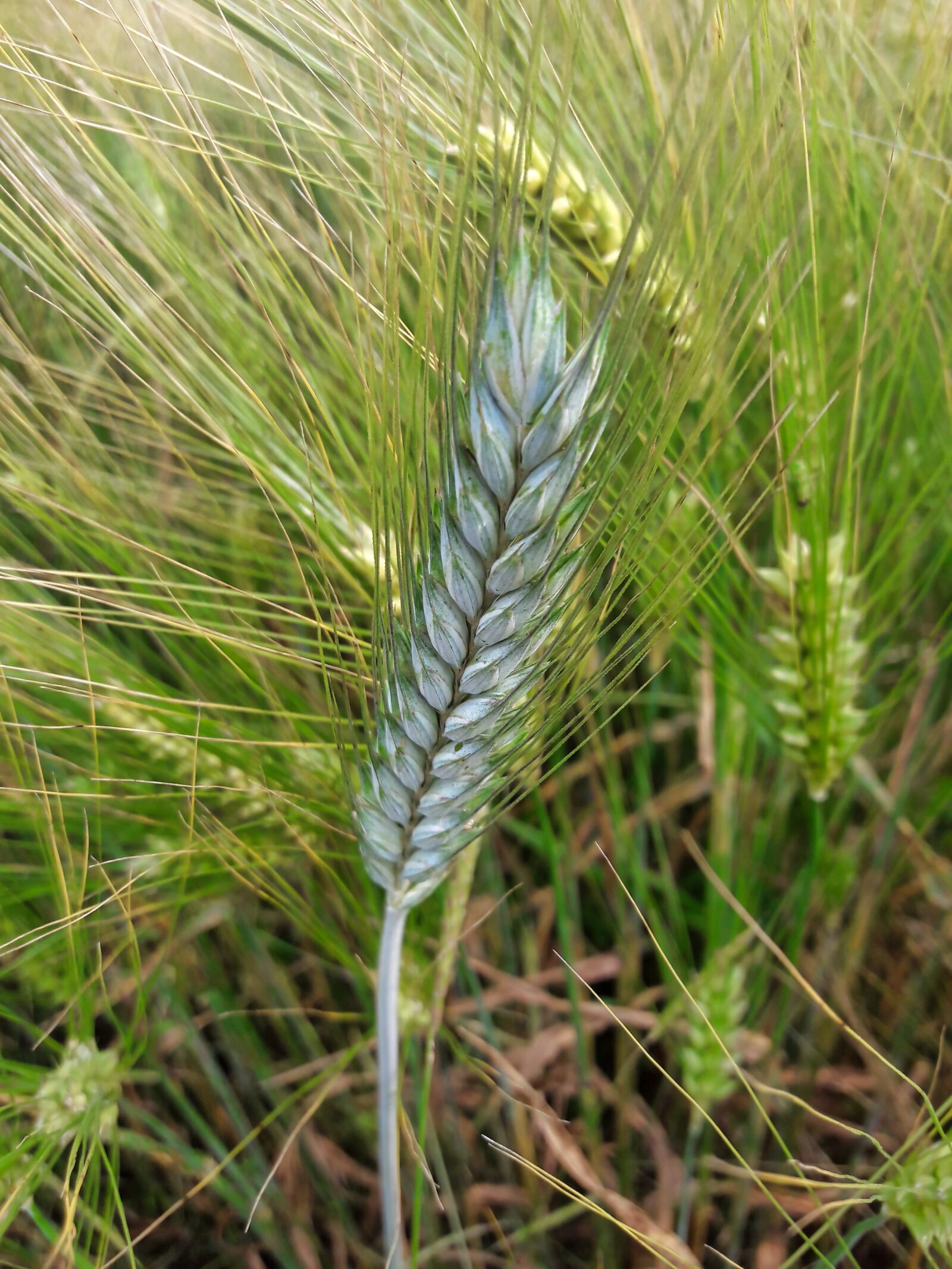 Samsung Galaxy J7 sample photo. Wheat, plant, grain photography
