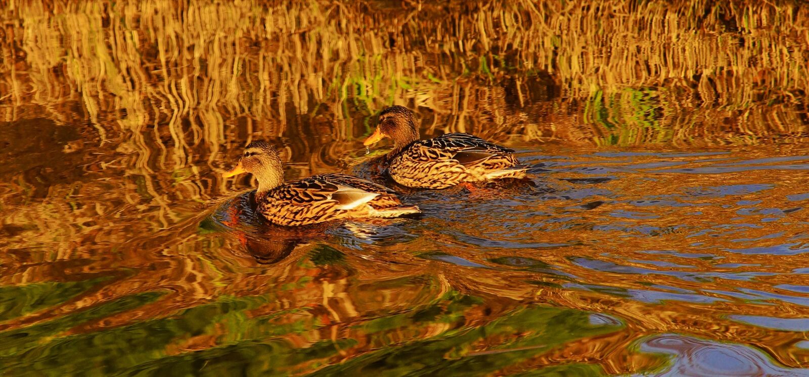 Sony a99 II sample photo. Ducks, female, birds photography