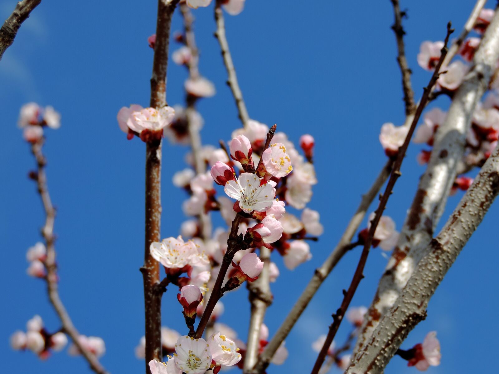 Nikon Coolpix P520 sample photo. Blossom, cherry, spring, almond photography