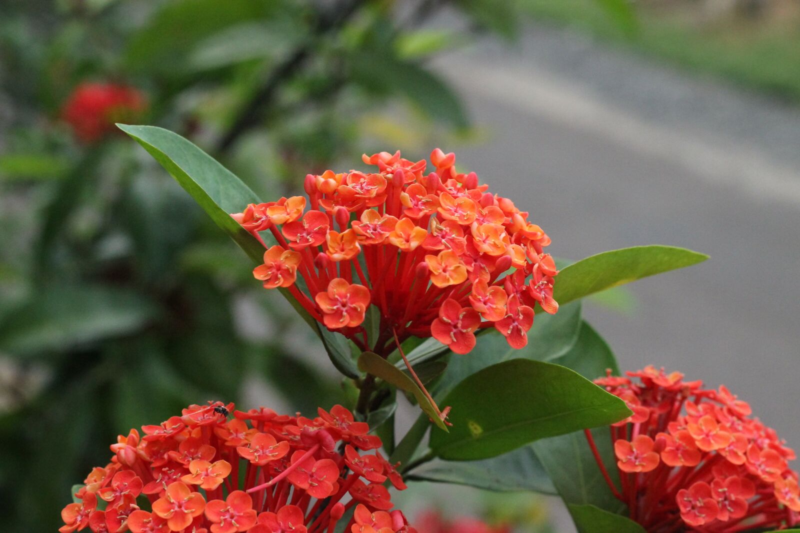 Canon EOS 600D (Rebel EOS T3i / EOS Kiss X5) + Canon EF 50mm F1.8 II sample photo. Ixora, flower, nature photography