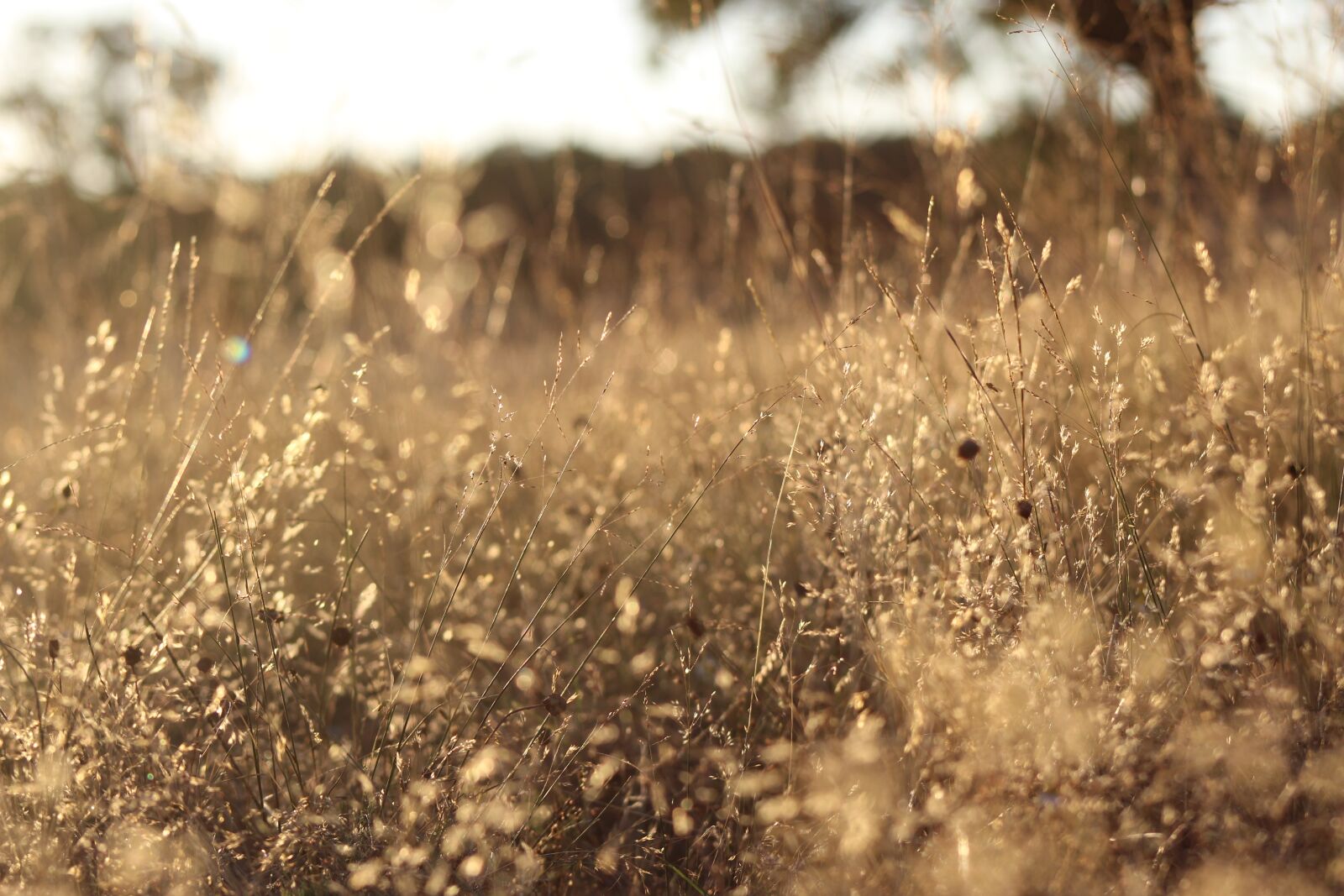 Canon EF 75-300mm f/4-5.6 sample photo. Grass, field, prado photography