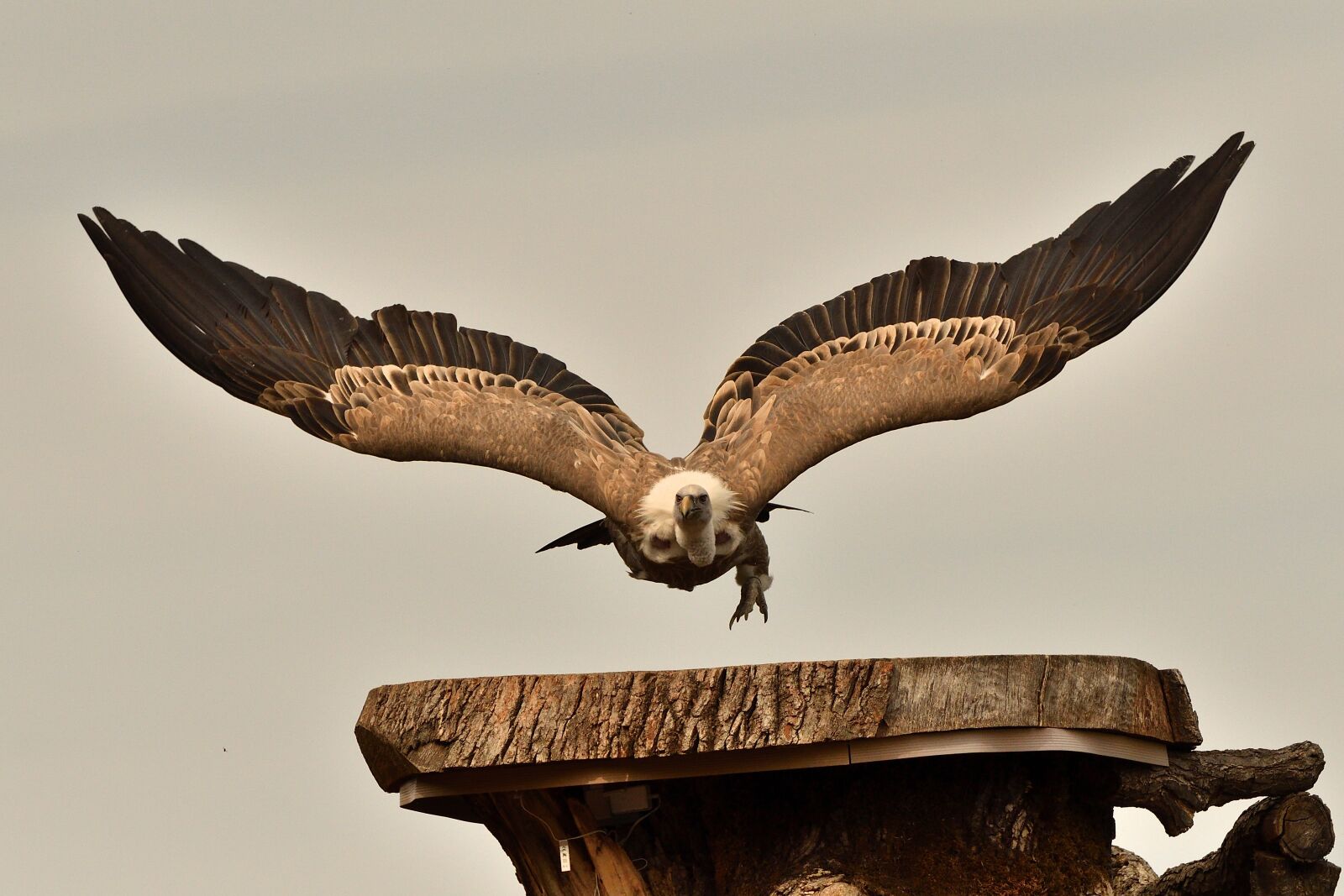 Nikon D500 sample photo. Vulture, bird, nature photography