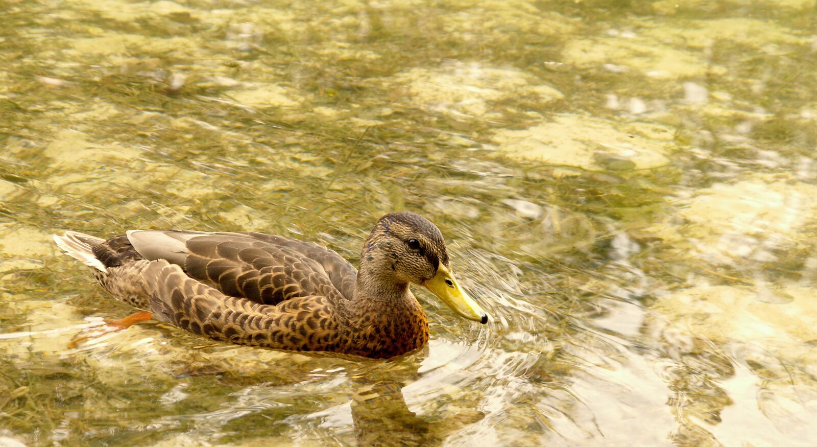 Nikon D5100 sample photo. Animal, background, beak photography