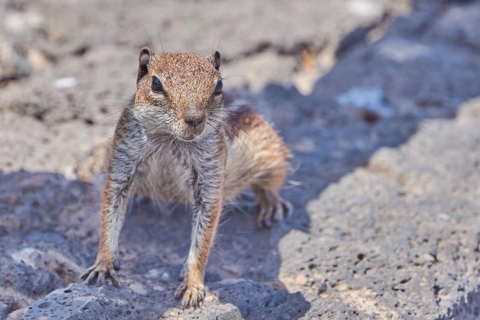 Nikon D7200 sample photo. Gophers, chipmunk, nager photography