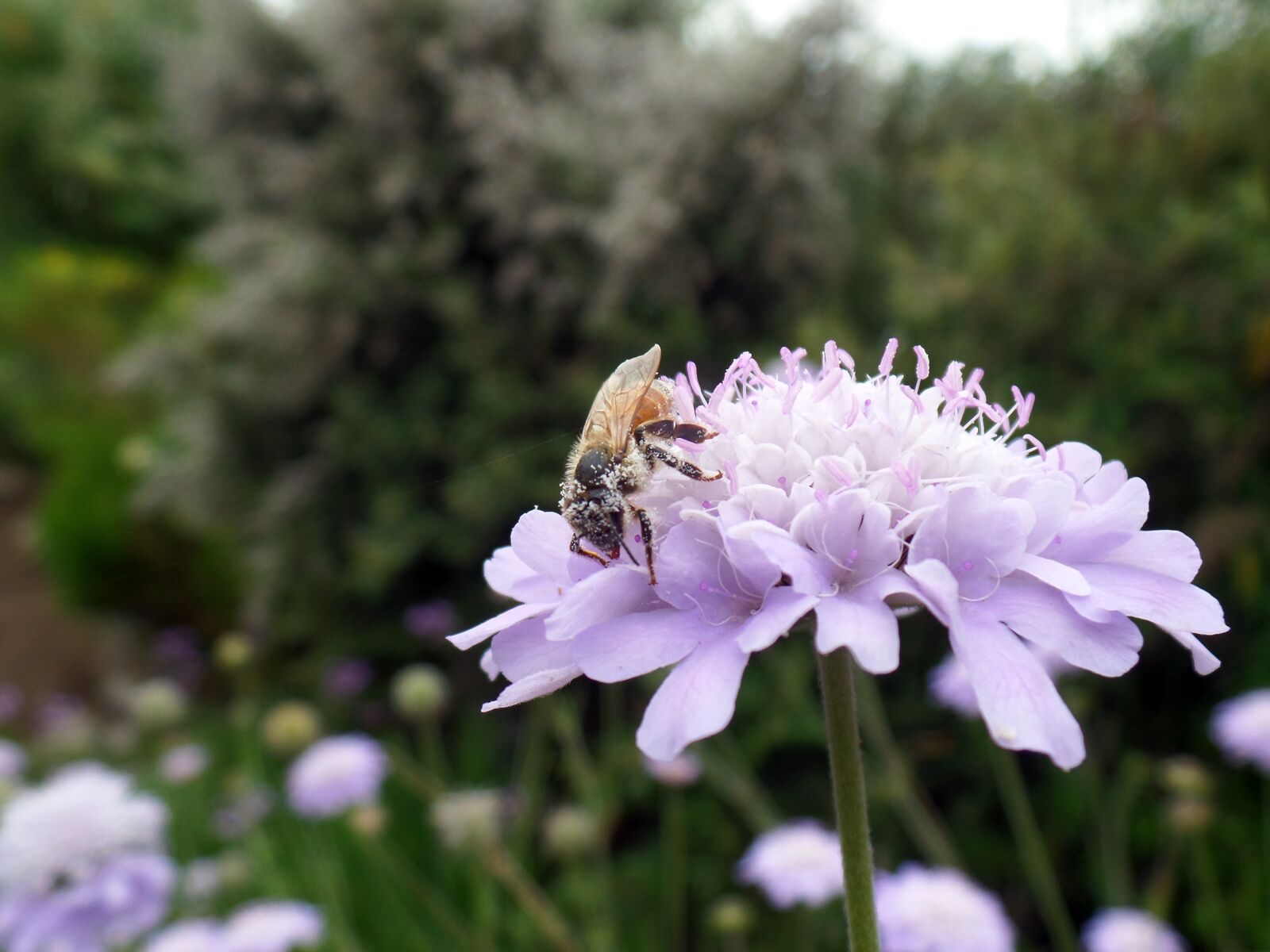 Samsung WB800F sample photo. Flower, bee, pollination photography