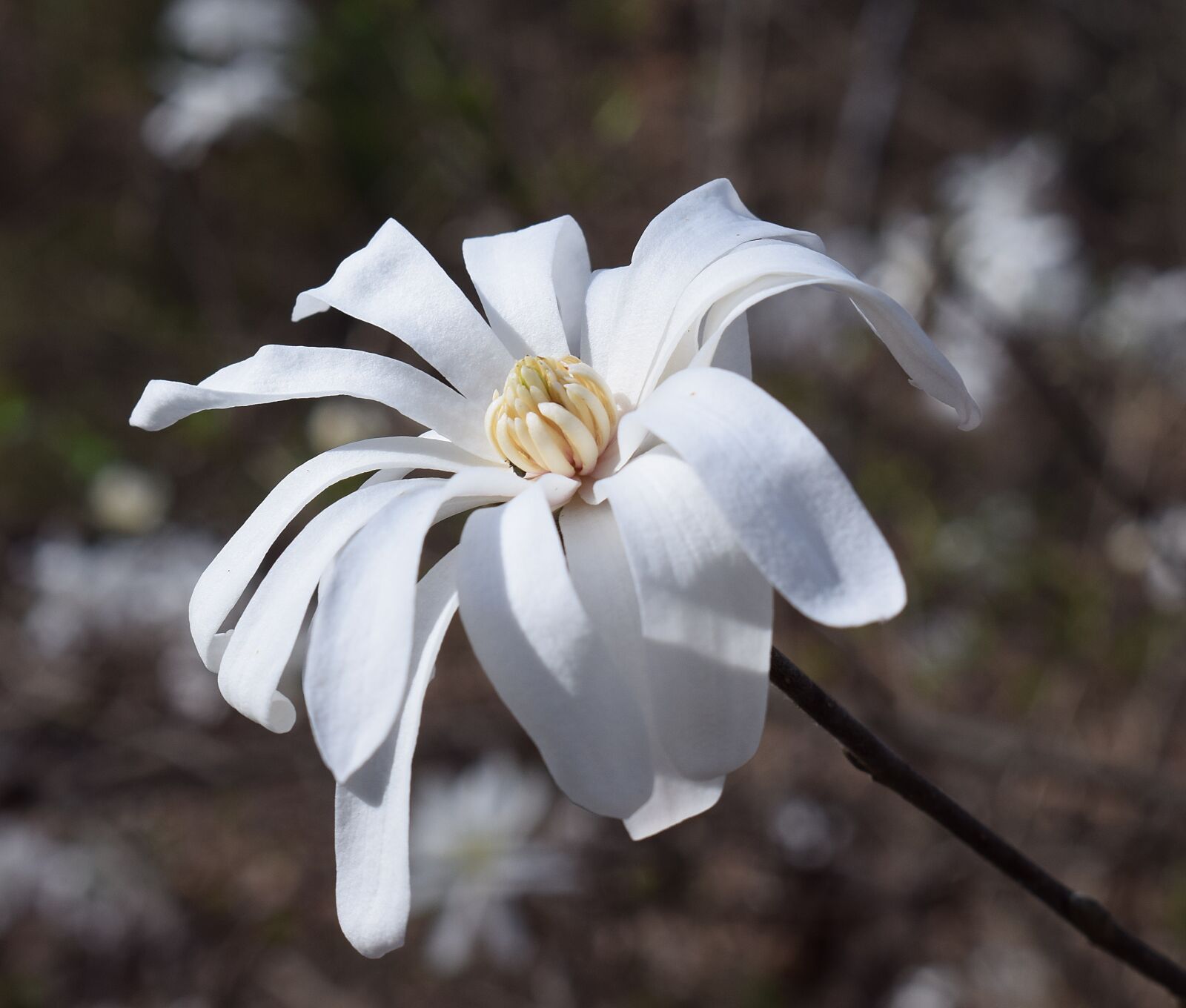 Nikon D3300 sample photo. Star magnolia, magnolia, tree photography