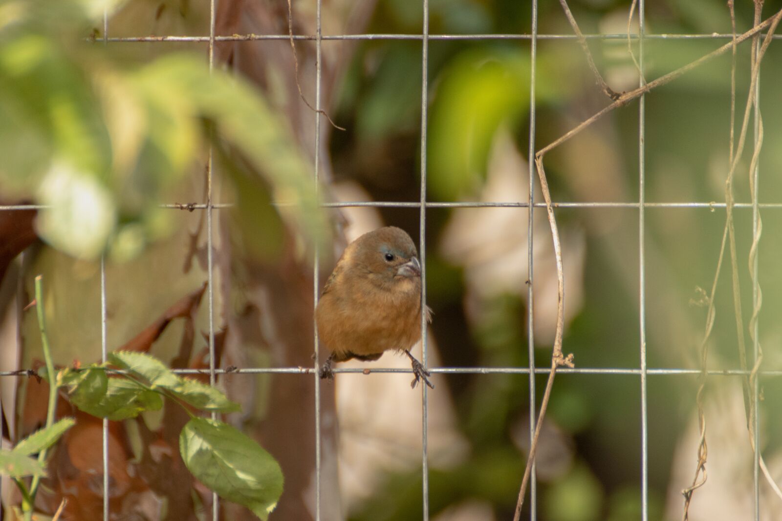 Canon EOS 200D (EOS Rebel SL2 / EOS Kiss X9) sample photo. Bird, sparrow, wings photography
