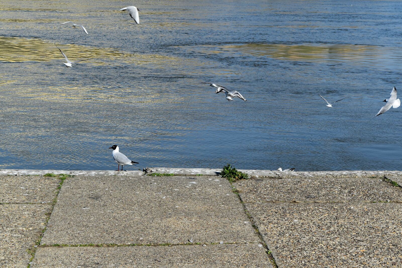 Nikon D5500 sample photo. Wading bird, egret, bird photography
