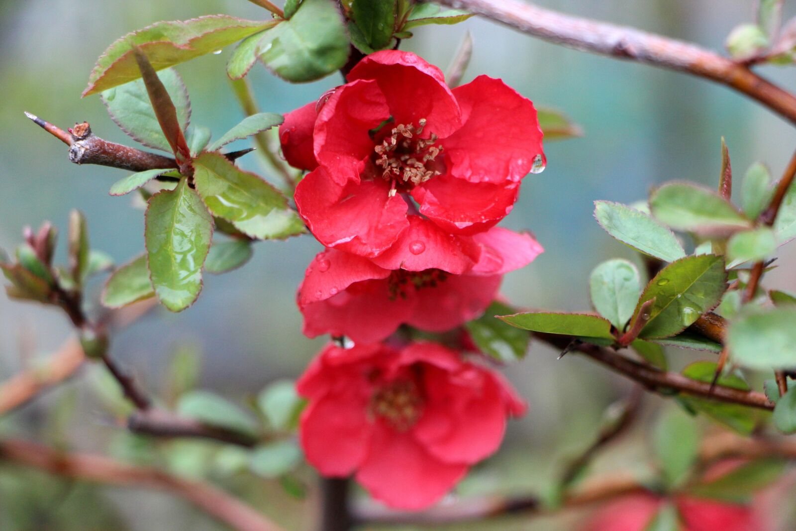 Canon EOS 650D (EOS Rebel T4i / EOS Kiss X6i) sample photo. People who tree flower photography