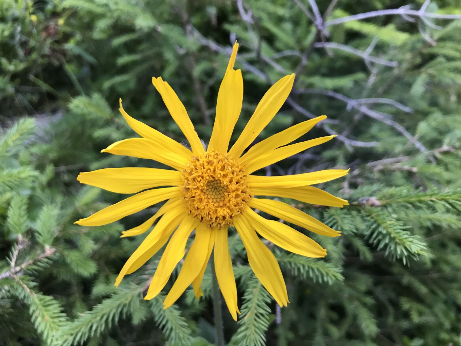 iPhone 7 back camera 3.99mm f/1.8 sample photo. Towards the top of photography