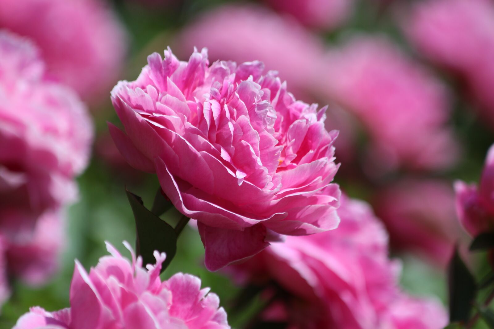 Canon EOS 650D (EOS Rebel T4i / EOS Kiss X6i) sample photo. Peony, flower, bloom photography