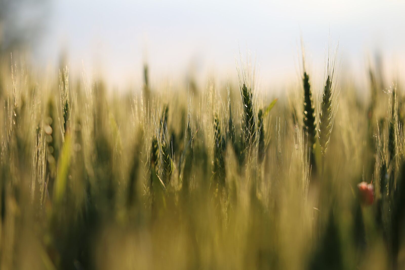 Canon EF 70-300 F4-5.6 IS II USM sample photo. Wheat, evening, meadow photography