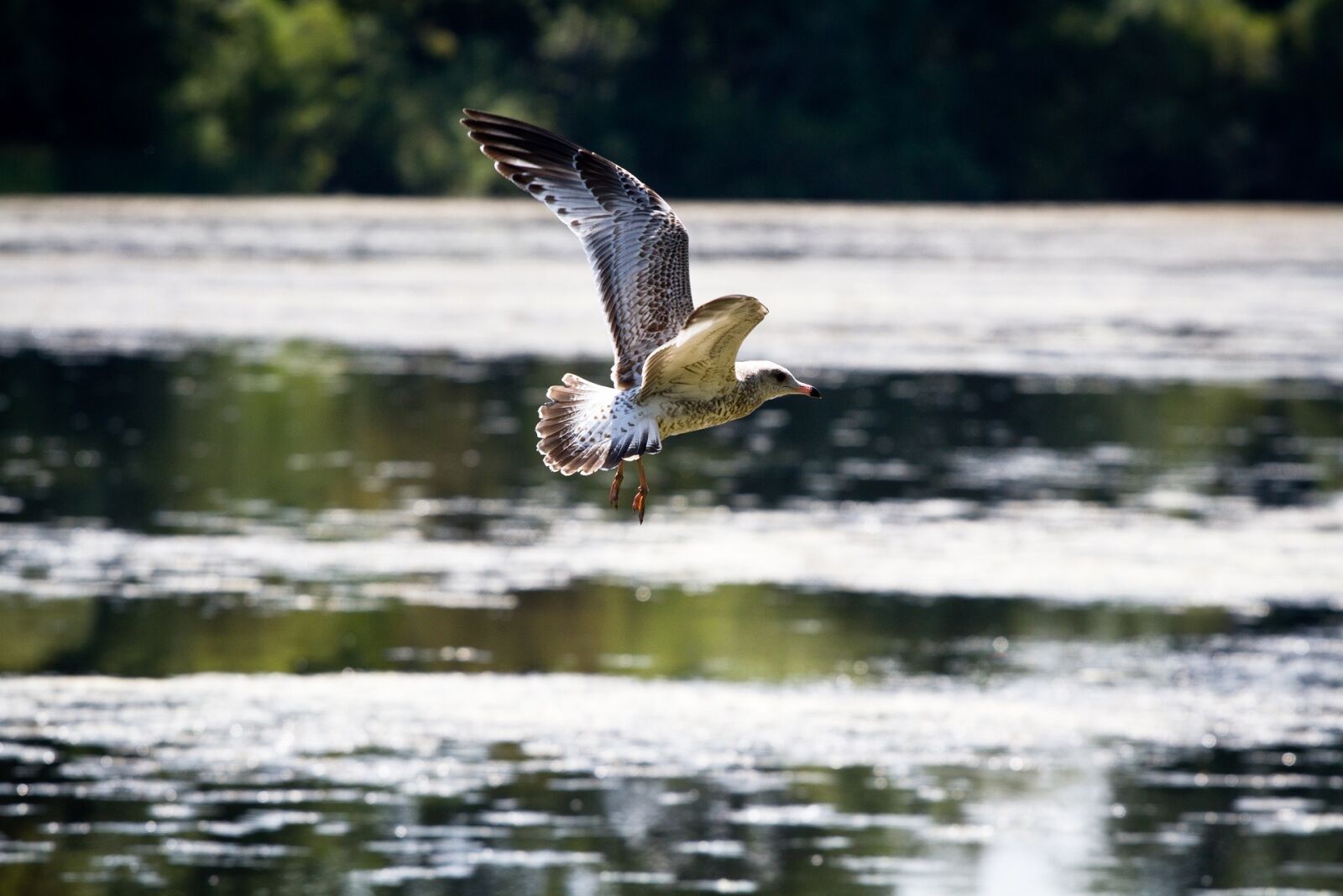 Canon EOS 7D + Canon EF 70-200mm F4L USM sample photo. Seagull, flying, in flight photography
