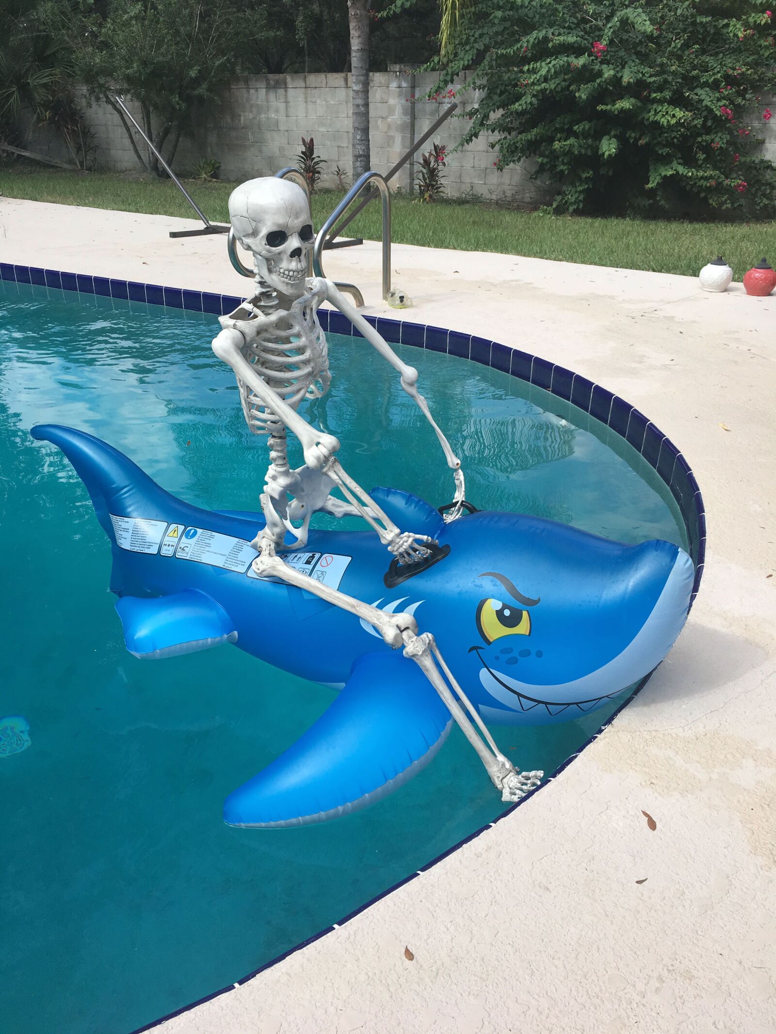 Apple iPhone 6s sample photo. Skeleton, shark, pool photography