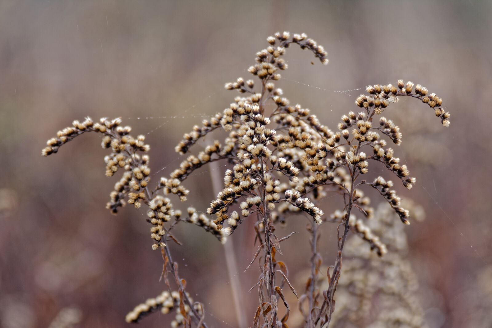 Nikon D5200 sample photo. Goldenrod, nawłocie, autumn photography