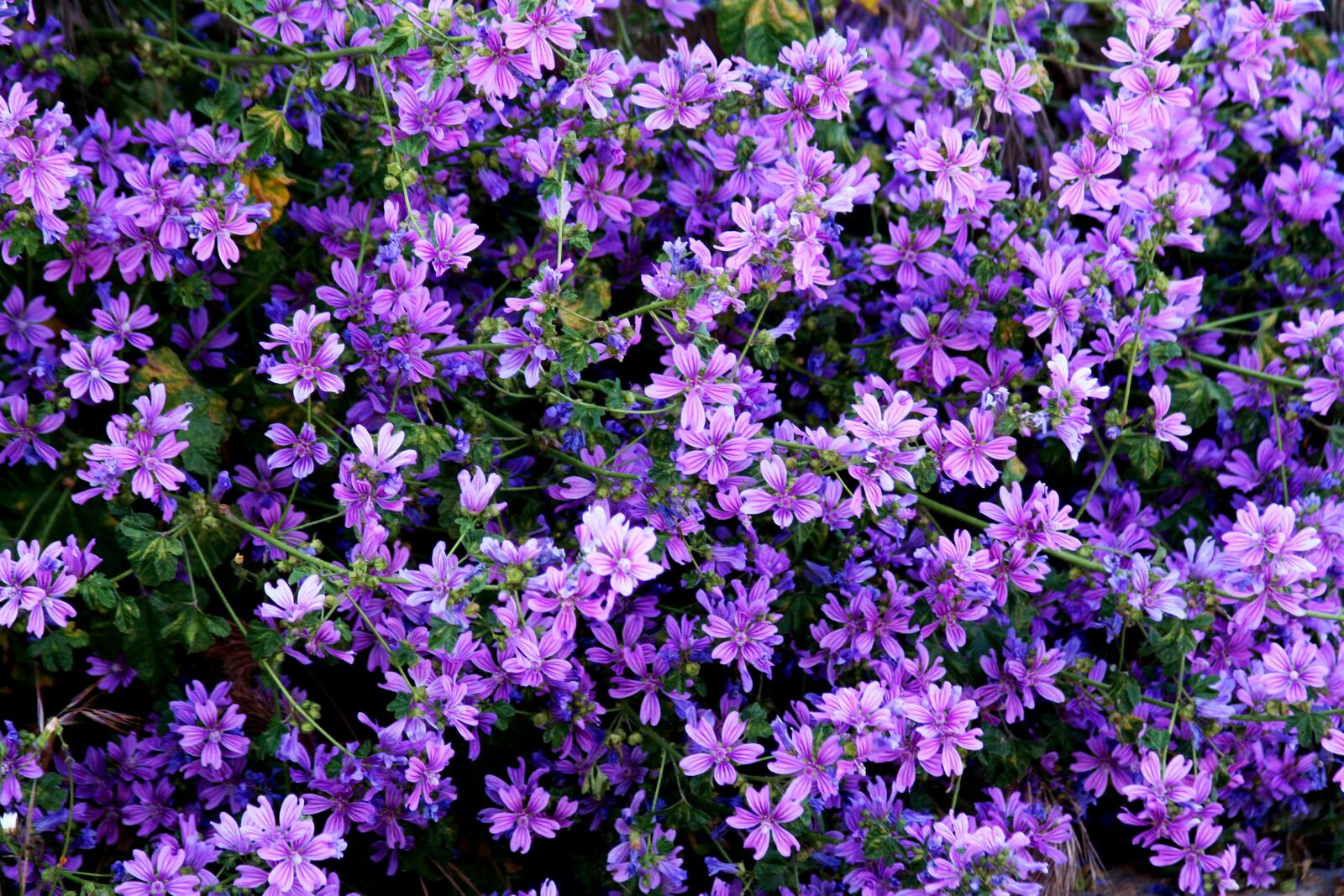 Canon EOS 350D (EOS Digital Rebel XT / EOS Kiss Digital N) sample photo. Wildflowers, purple, violet photography