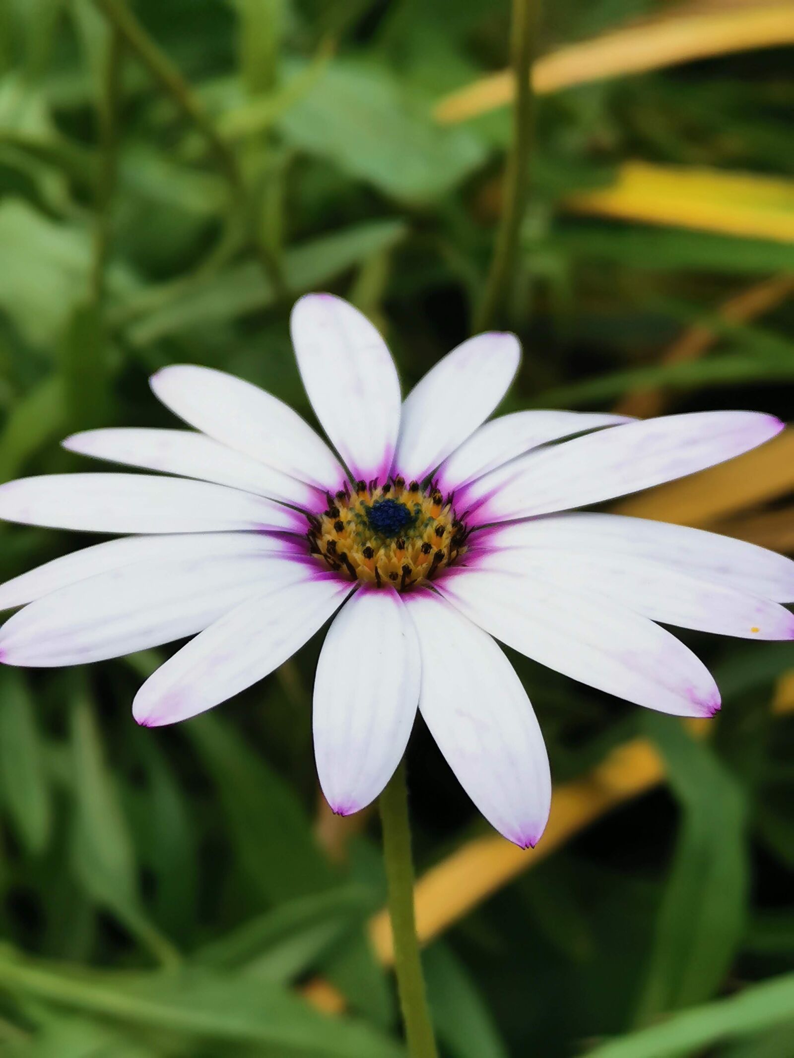 HUAWEI P30 sample photo. Daisy, flower, spring photography