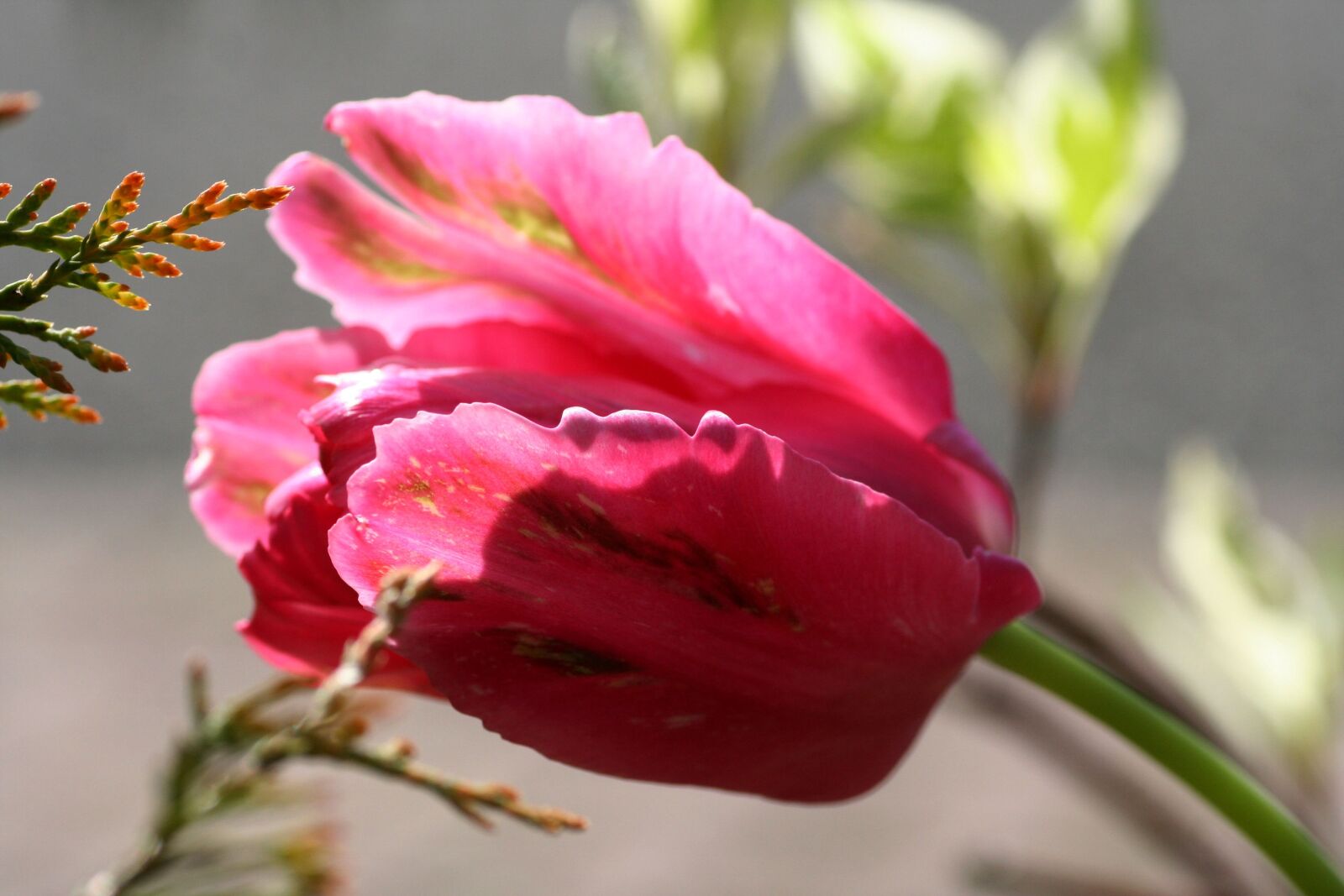 Canon EOS 350D (EOS Digital Rebel XT / EOS Kiss Digital N) sample photo. Tulip, flower, spring photography