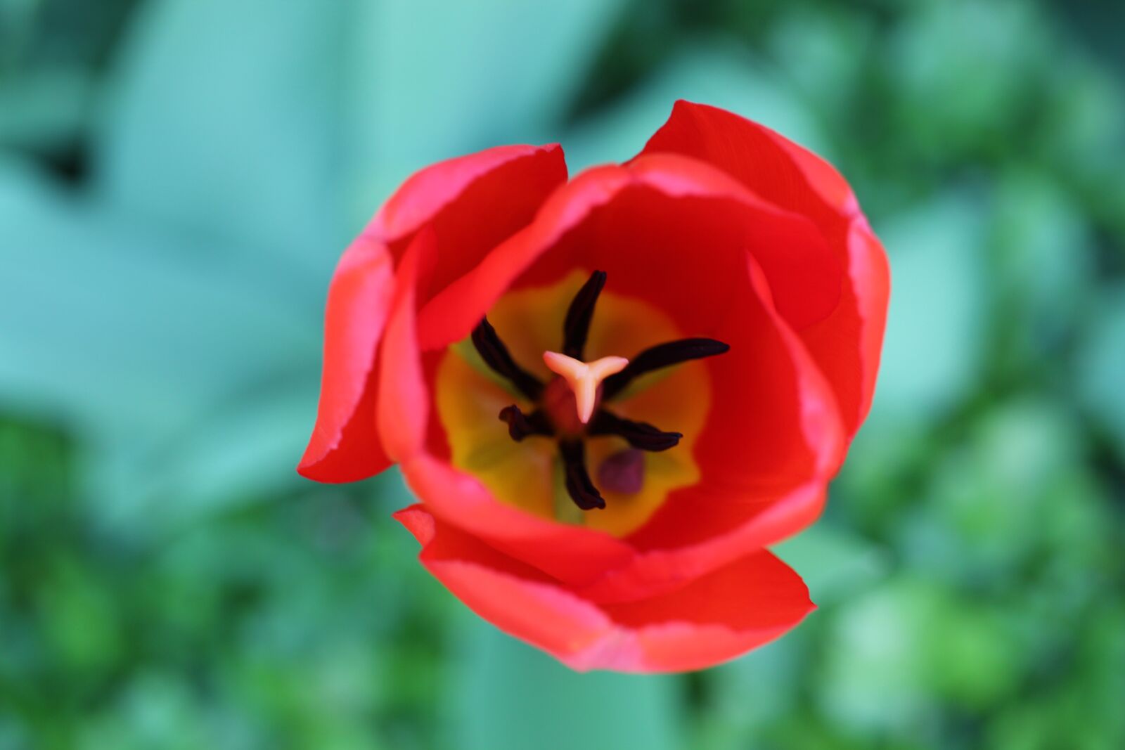 Canon EF-S 35mm F2.8 Macro IS STM sample photo. Tulip, blossom, bloom photography