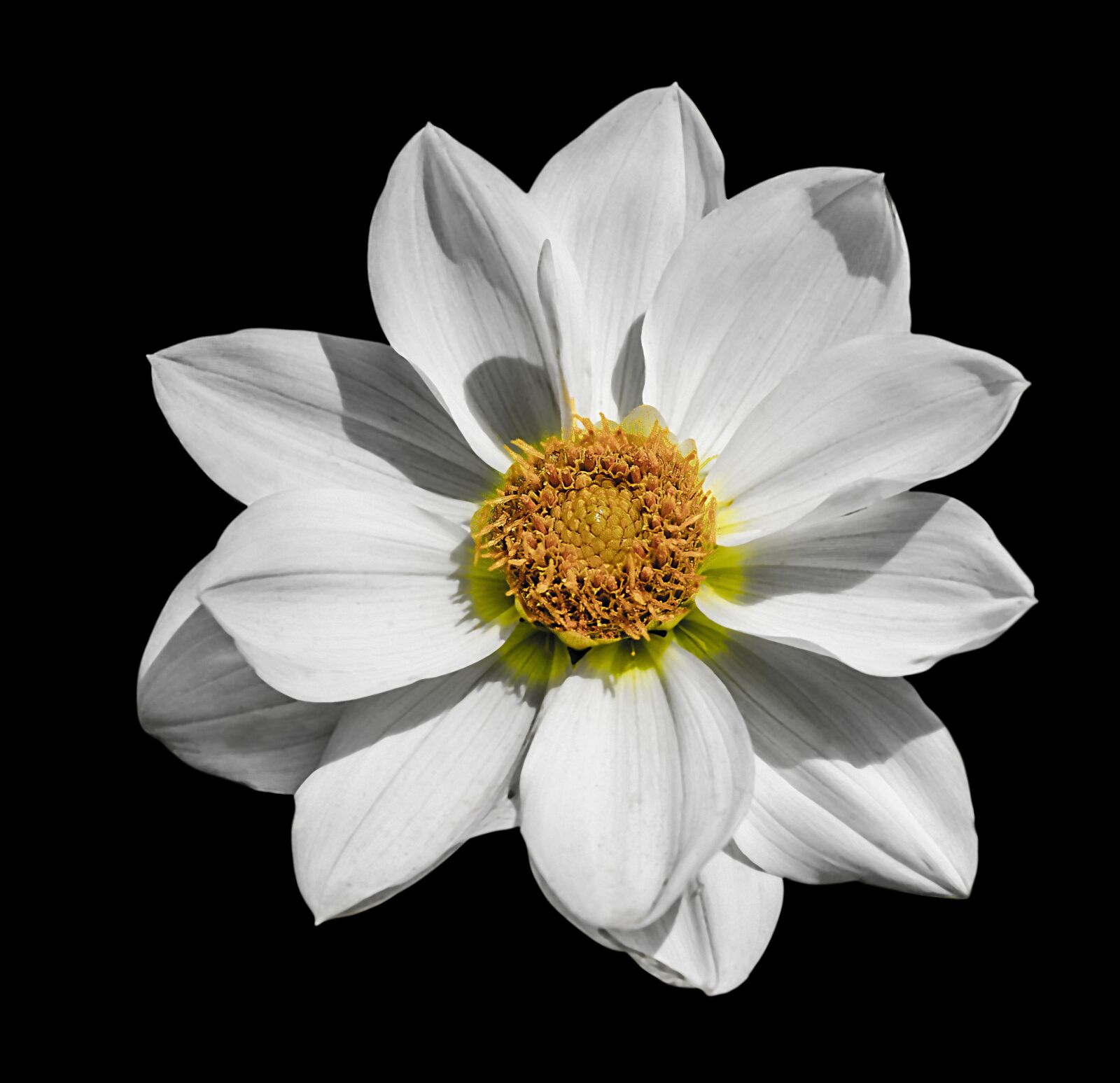 Nikon D7000 sample photo. Dahlia, flower, white photography