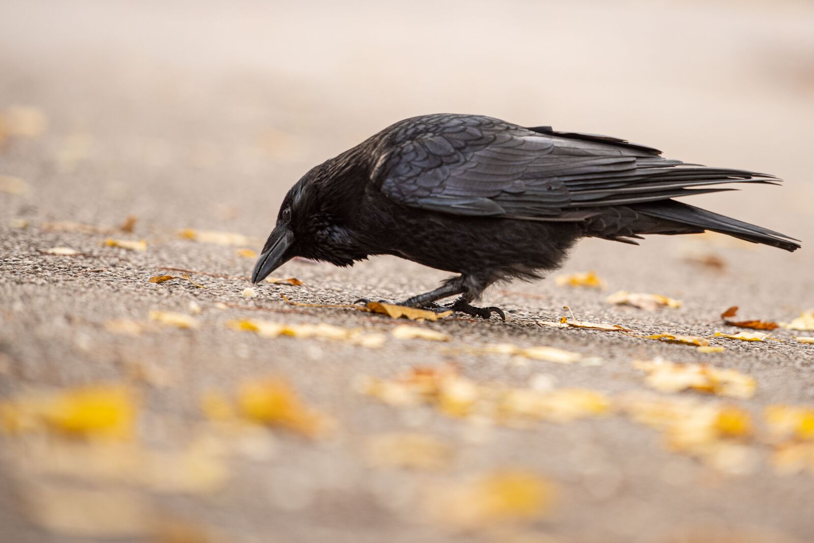 Nikon D750 sample photo. Crow, autumn, bird photography