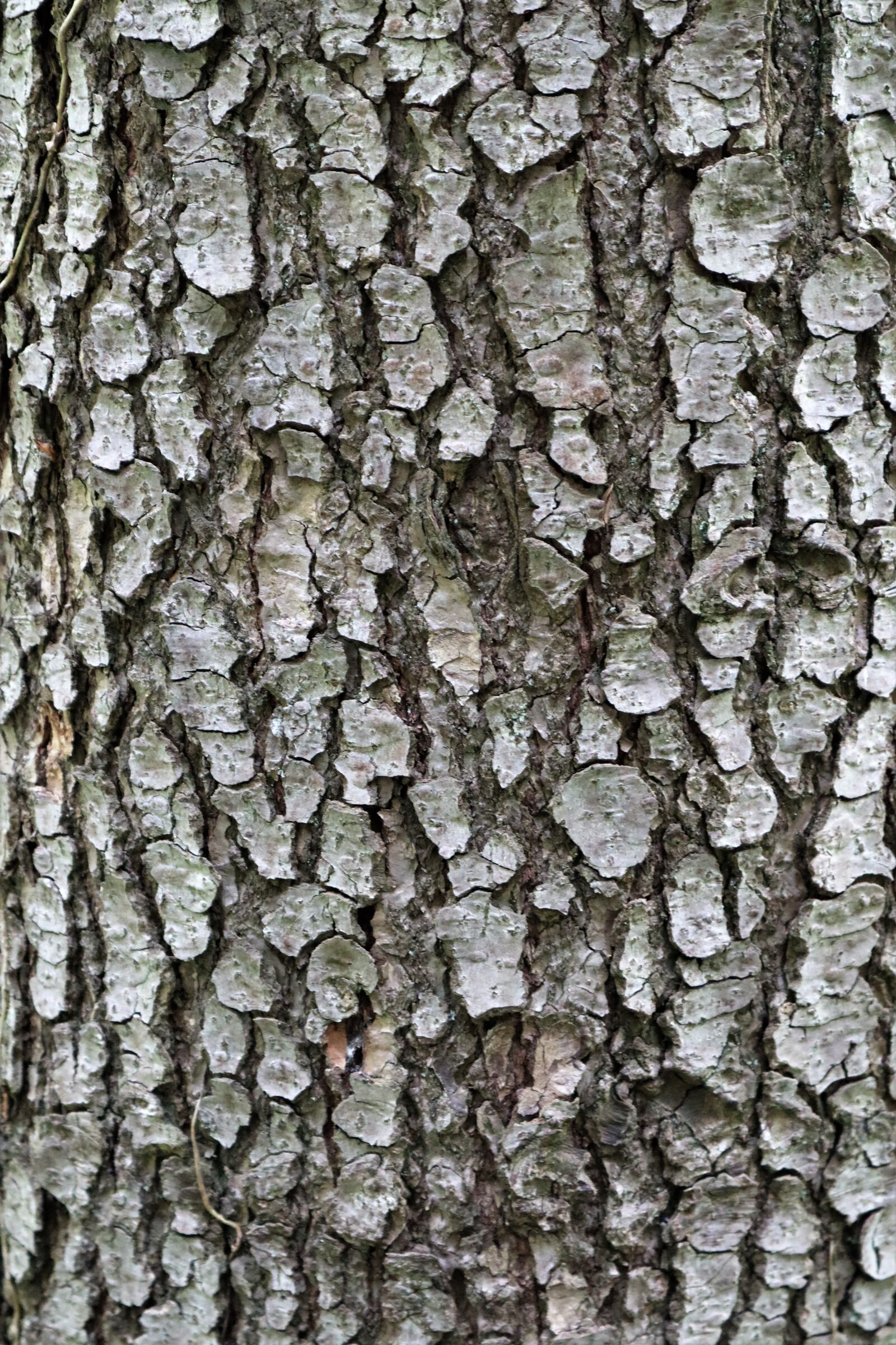 Canon EOS M50 (EOS Kiss M) sample photo. Tree bark, bark, tribe photography