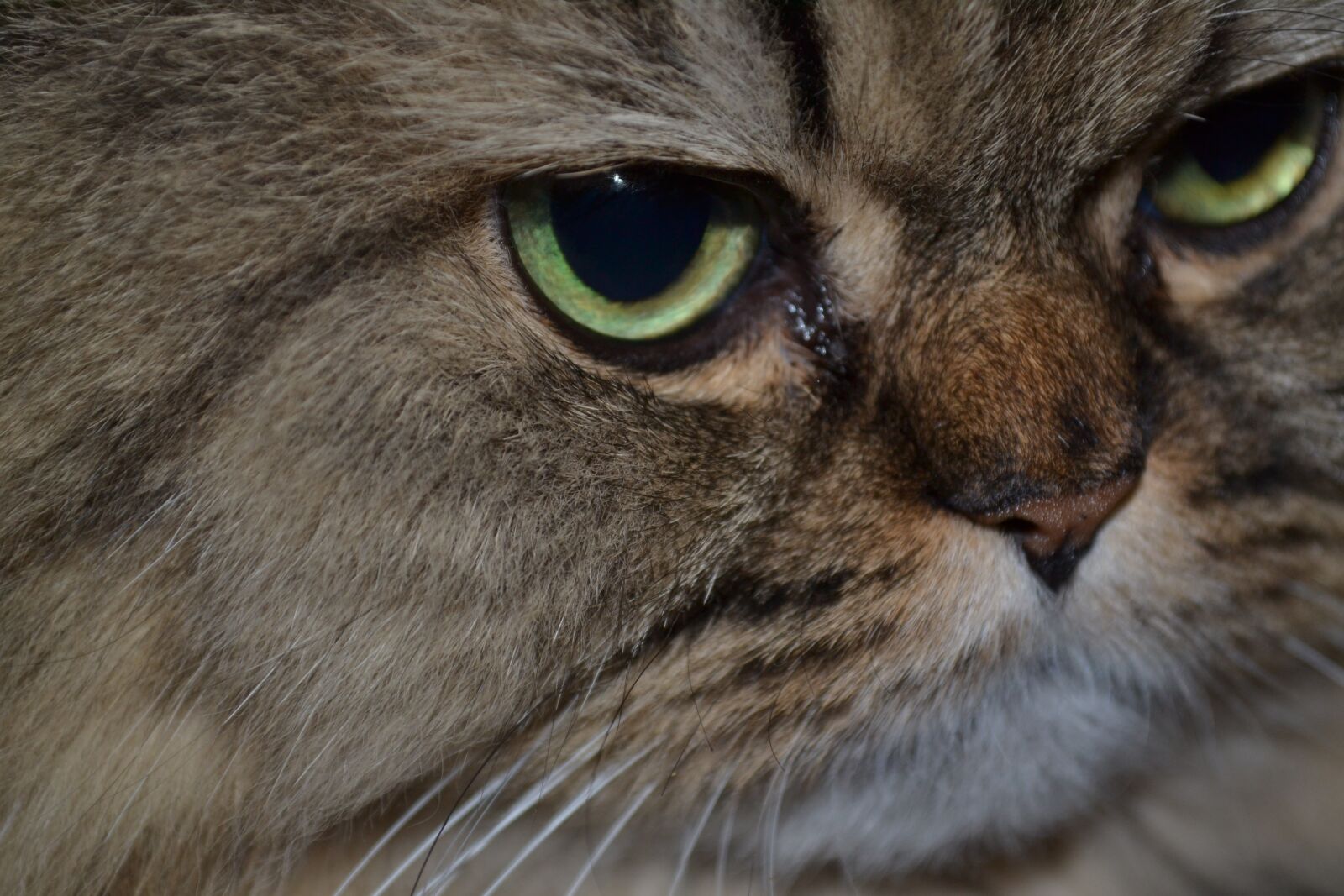 Nikon D3100 sample photo. Cat, persian cat, cat's photography