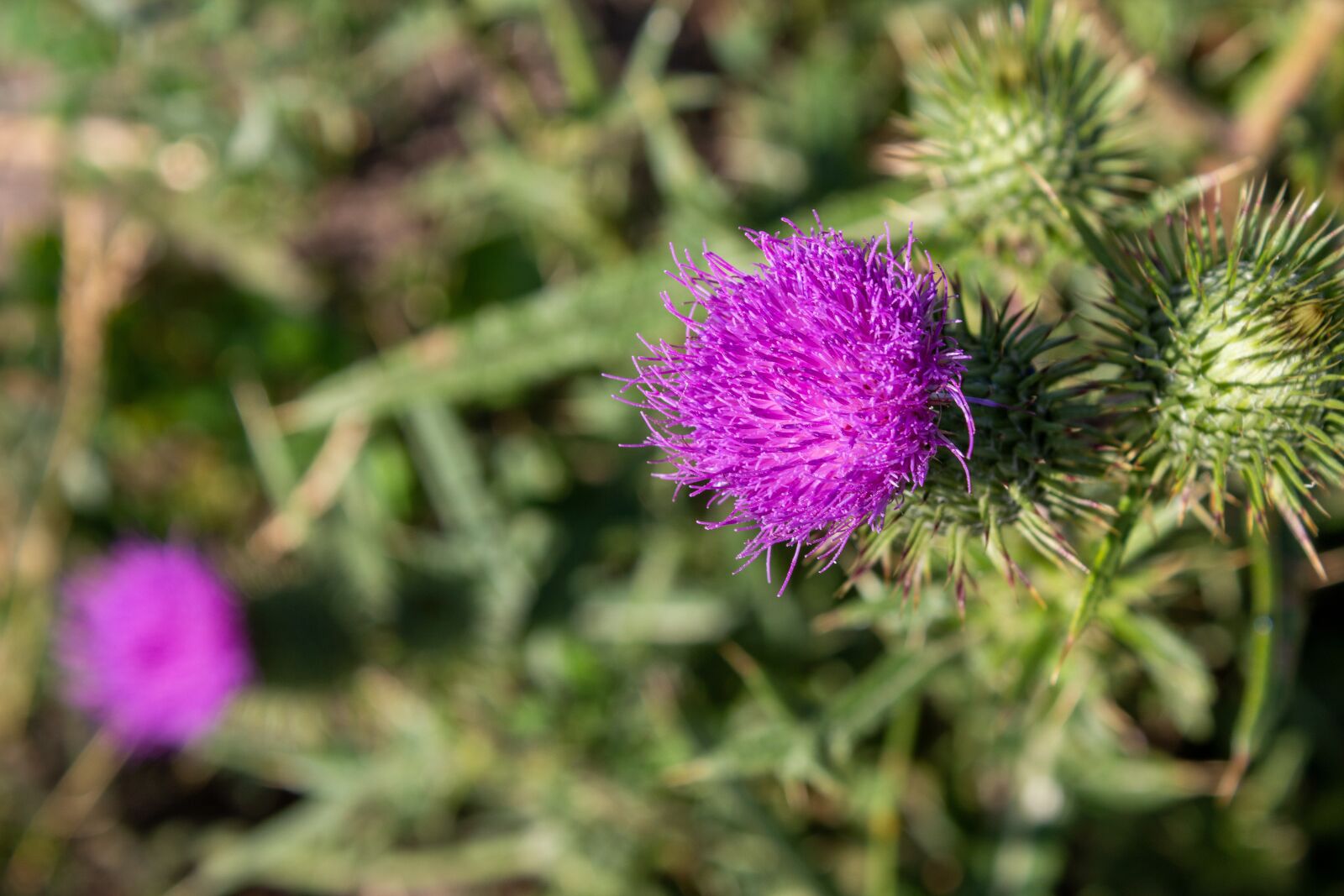 Canon EOS 650D (EOS Rebel T4i / EOS Kiss X6i) sample photo. Flower, pink, blossom photography