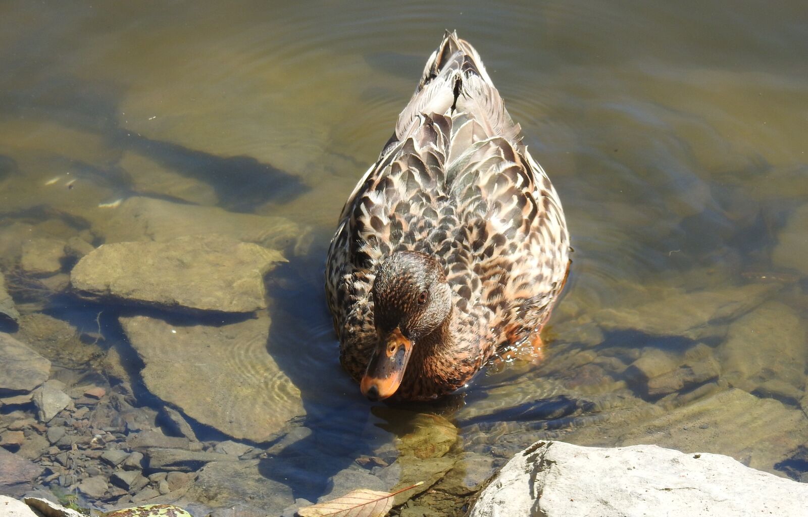 Nikon Coolpix P900 sample photo. Waters, nature, puddle photography