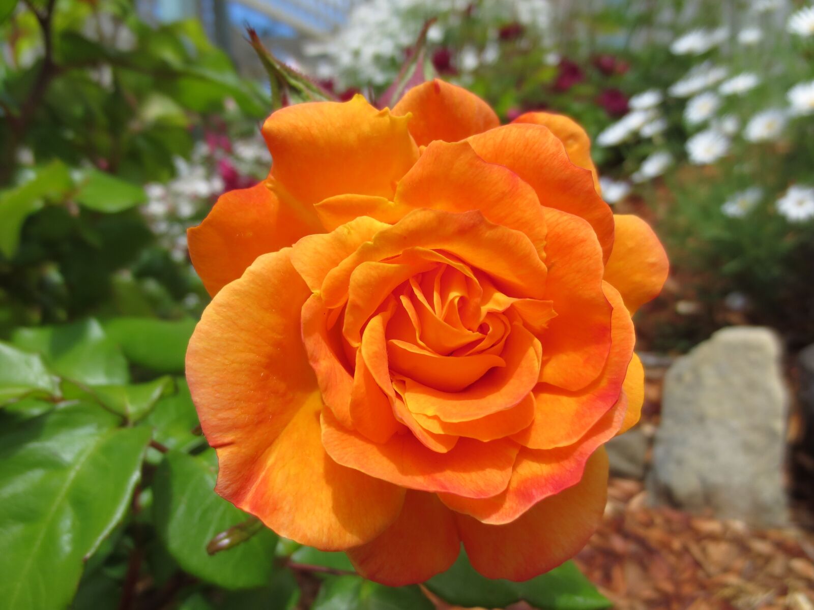 Canon IXUS 240 HS sample photo. Rose, bright, flower photography