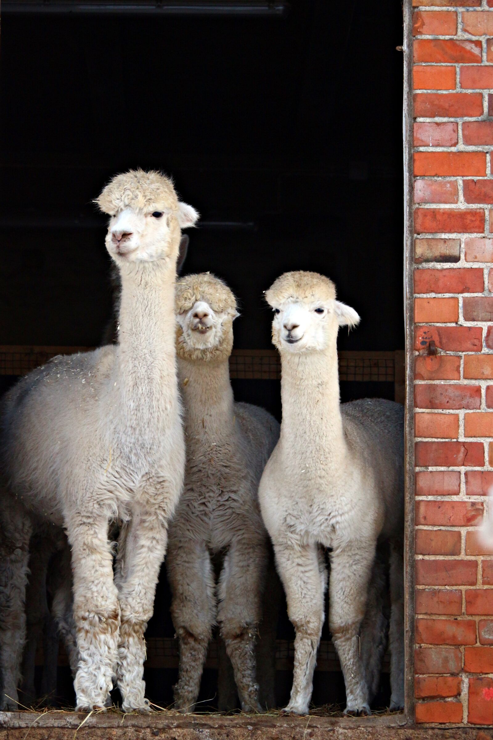 Canon EOS 100D (EOS Rebel SL1 / EOS Kiss X7) sample photo. Alpaca, animal, stall photography