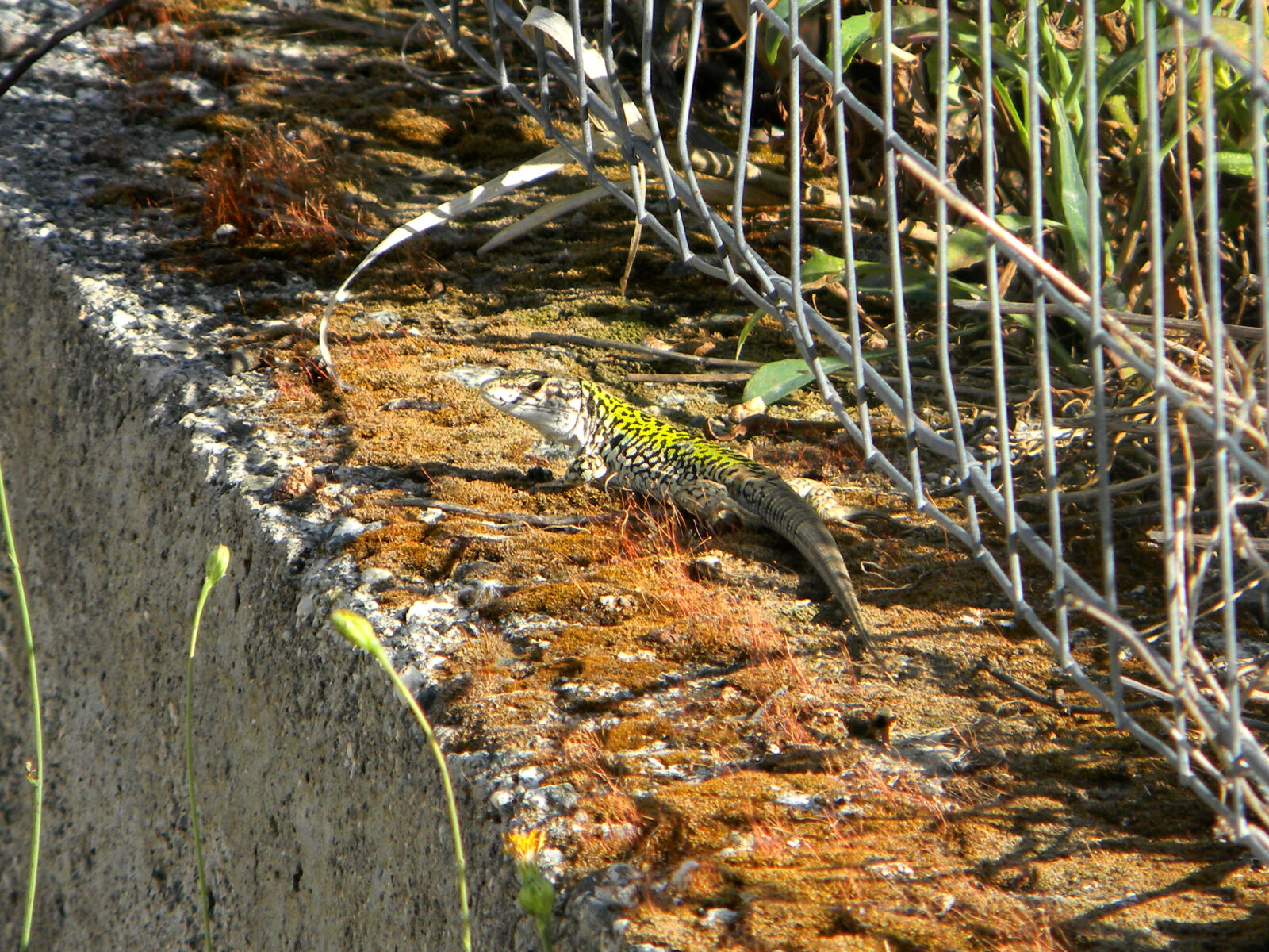 Nikon Coolpix L110 sample photo. Camoflage, lizard photography