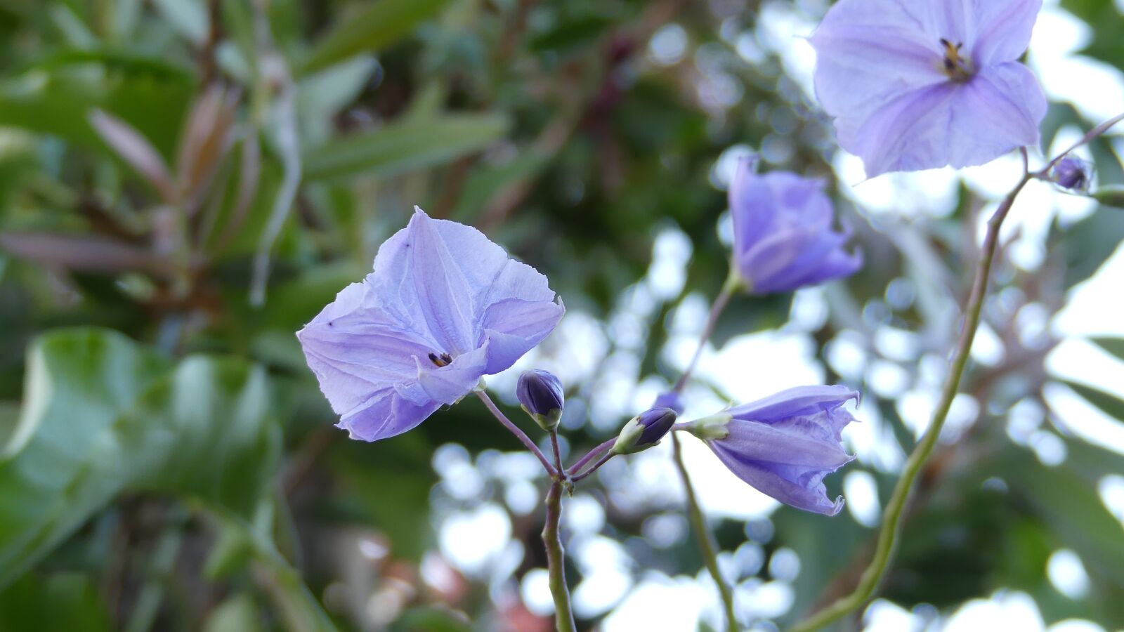 Panasonic Lumix DMC-FZ300 sample photo. Flor, planta, naturaleza photography