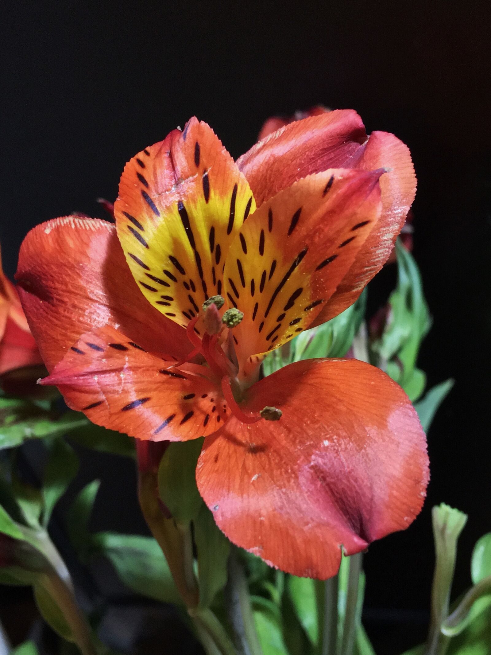 Apple iPhone 6s Plus sample photo. Orange flower, flower striped photography