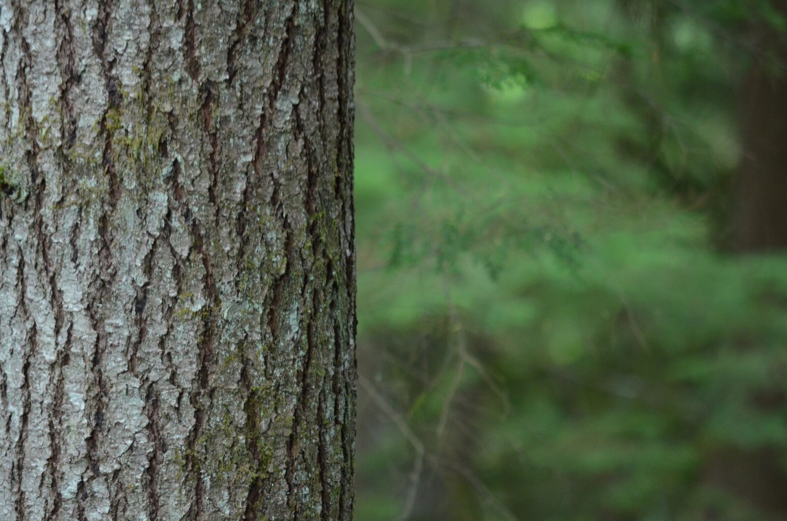 Nikon D5100 sample photo. Bark, tree, forest photography