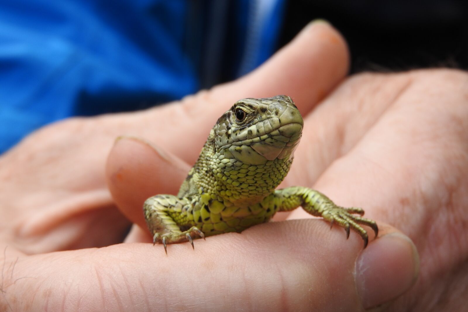 Nikon Coolpix P610 sample photo. Lizard, male, lacerta agilis photography