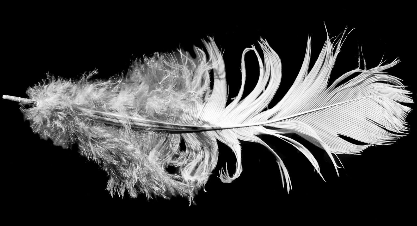 Olympus TG-5 sample photo. Feather, plumage, bird photography