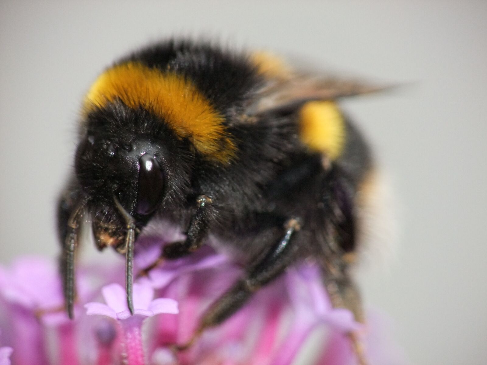 FujiFilm FinePix S200EXR (FinePix S205EXR) sample photo. Bumblebee, stripe, sting photography