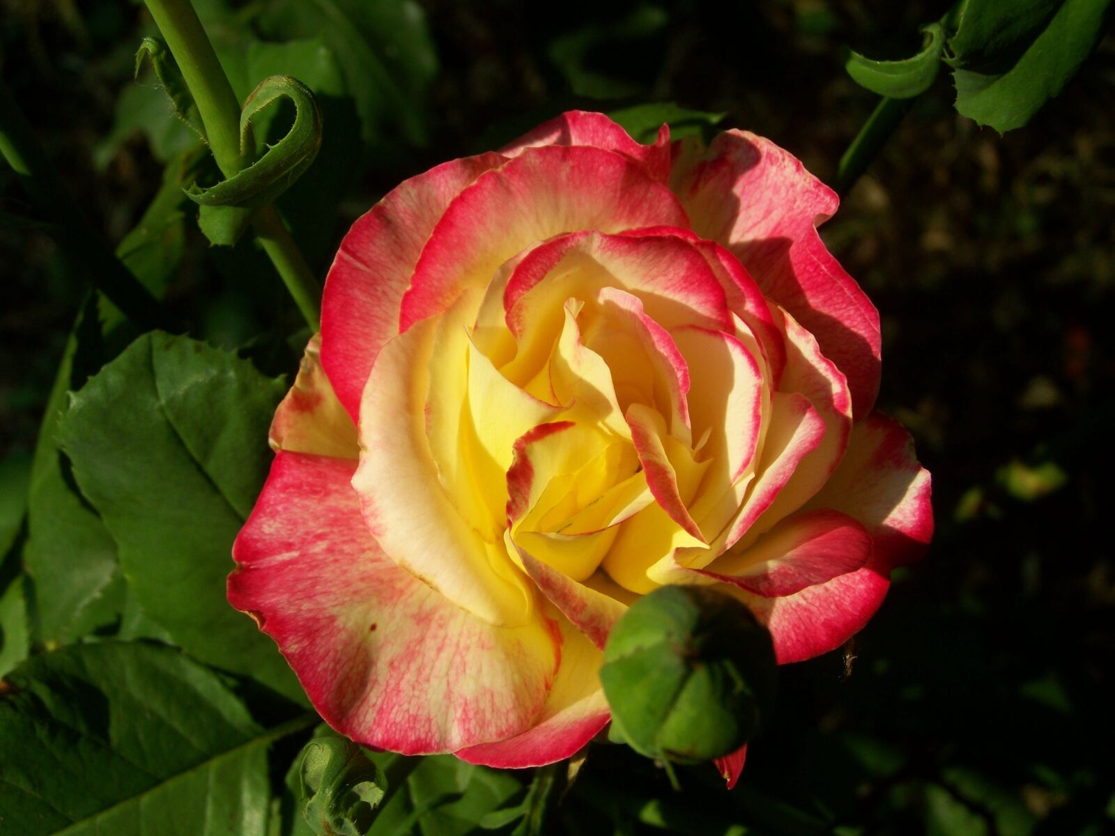 Kodak EASYSHARE ZD710 ZOOM DIGITAL CAMERA sample photo. Rose, tricolor, summer flower photography