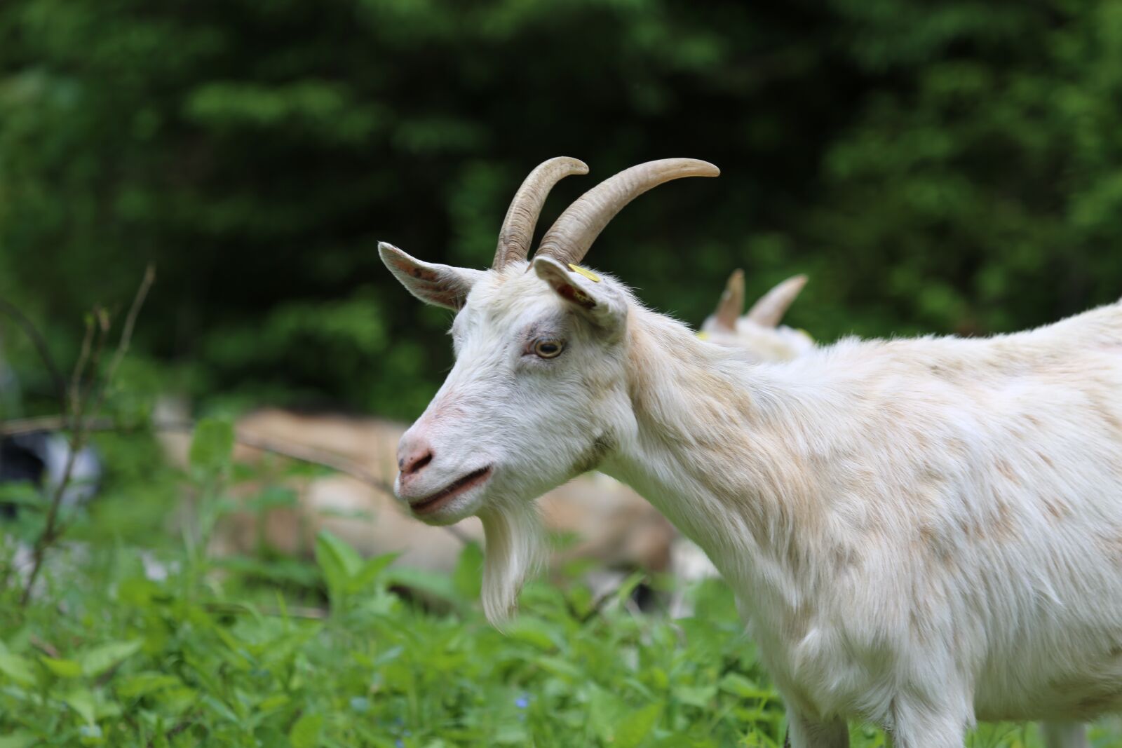 Canon EF 100-400mm F4.5-5.6L IS USM sample photo. Goat, white, geiss photography
