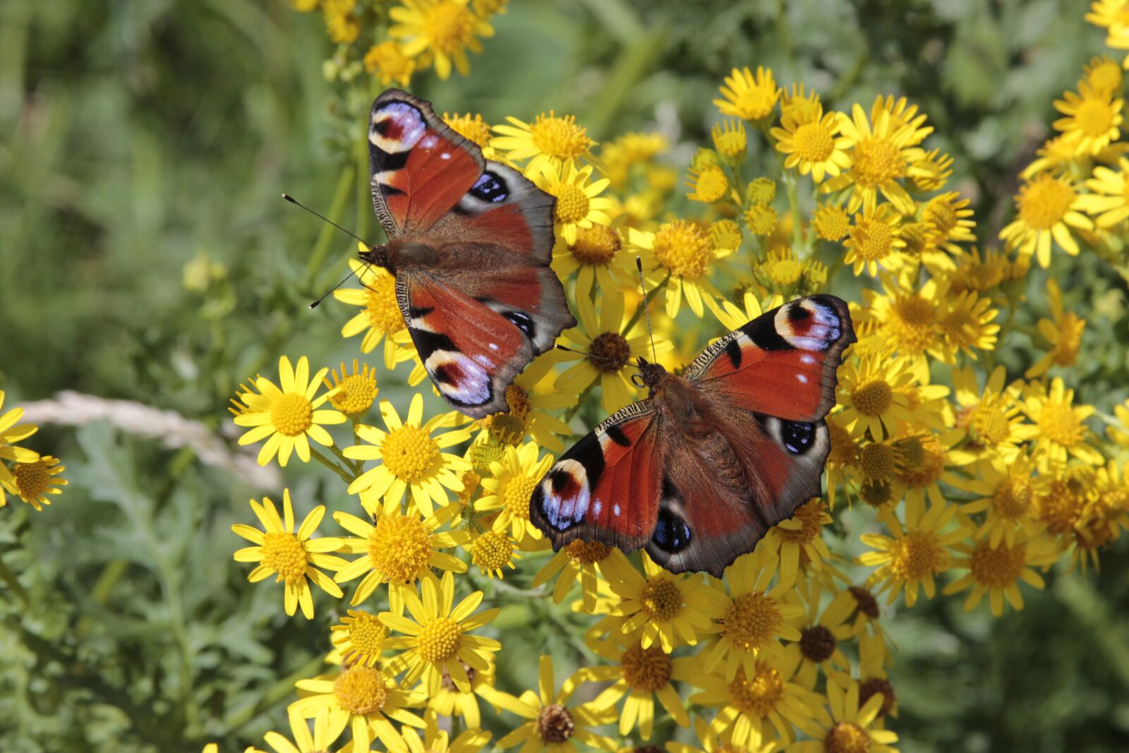 Canon EOS 550D (EOS Rebel T2i / EOS Kiss X4) sample photo. Butterfly, nature, insect photography